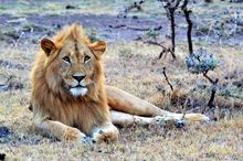 Lion in the Masai Mara, Kenya