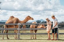 Summer Land Camels