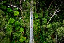 Visitors walking amongst the trees at Illawarra Fly Treetop Adventures, Wollongong.