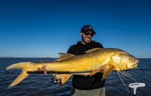 King Threadfin in the Fitzroy River