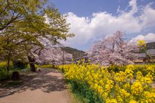 Yamashina Canal Kyoto cherry blossom and rapeseed