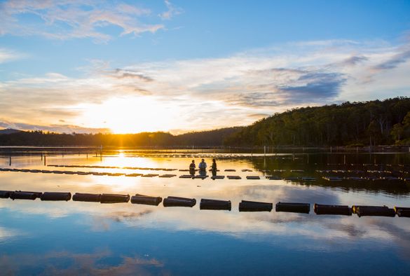Captain Sponge's Magical Oyster Tour, Pambula River.