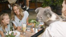 Currumbin Wildlife Sanctuary Breakfast with Koalas