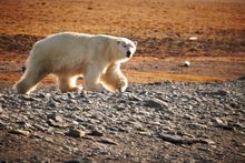 Polar Bear, Wrangel Island