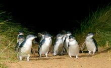 Phillip Island Nature Parks  