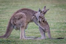 Wildlife Wonders 