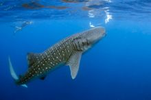 Be wowed by the Maldives’ underwater wildlife when diving with whale sharks. Photo Credit: Leonardo Lamas from Pexels.