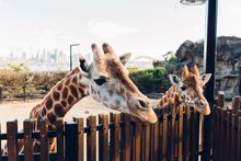 Curious giraffes peering over their enclosure at Taronga Zoo, Sydney.