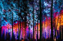 Delamere Forest lit up with spectacular Christmas lights