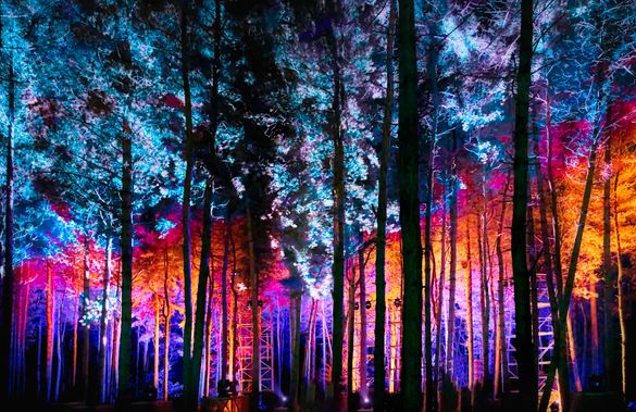 Delamere Forest lit up with spectacular Christmas lights
