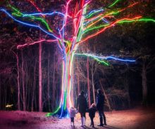 Neon Tree and Dragonfly