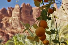 AlUla Citrus Festival