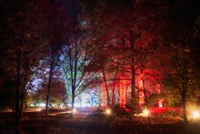 Illuminated trees look spectacular