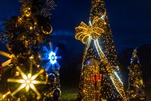 Christmas trees at Gibside