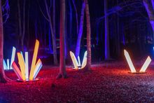 Illuminations amongst the trees