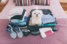 PETSPYJAMAS’ 2021 DOG-FRIENDLY TRAVEL AWARDS WINNERS REVEALED
