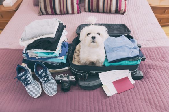 PETSPYJAMAS’ 2021 DOG-FRIENDLY TRAVEL AWARDS WINNERS REVEALED