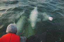 Beluga Whales, Manitoba