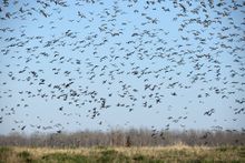 Canada geese