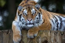 Tigers in Knuthenborg Safaripark