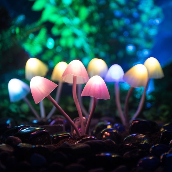 Ignite Mushrooms