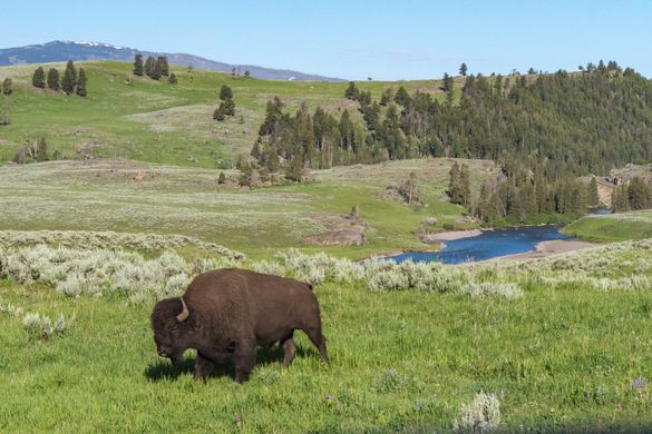 Wildlife-rich Lamar Valley in northern Yellowstone National Park is known as the 