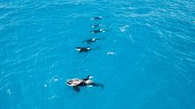 Bremer Bay Orcas