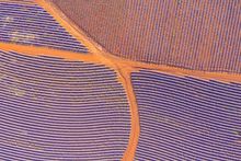 Aerial of Bridestowe Lavender Estate