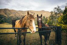 Onsite horses at Mahu Whenua Homestead