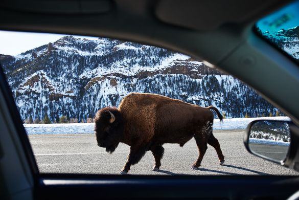 By 1901, there were only 25 bison in Yellowstone Country, in part because of Buffalo Bill's hunting prowess. He might be surprised that conservation efforts resulted in the repopulation of the species. Today, there are 4,000 bison in Yellowstone Country. By 1901, there were only 25 bison in Yellowstone Country, in part because of Buffalo Bill's hunting prowess. He might be surprised that conservation efforts resulted in the repopulation of the species. Today, there are 4,000 bison in Yellowstone Country.