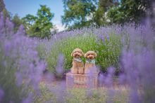 Hana & Gnocchi at Warratina Lavender Farm
