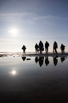 Oyster safari on the island of Rømø.