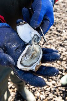 Oyster safari with the Wadden Sea Centre