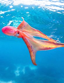 Female Blanket Octopus off Lady Elliot Island