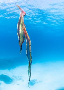 Female Blanket Octopus off Lady Elliot Island