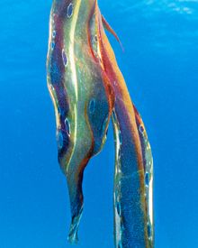 Female Blanket Octopus off Lady Elliot Island