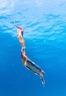 Female Blanket Octopus off Lady Elliot Island