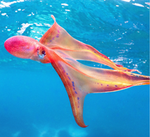 Female Blanket Octopus off Lady Elliot Island