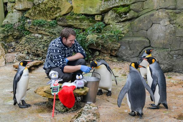 Feeding time for the penguins at Birdland