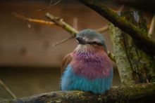 A Lilac-breasted roller, which vomits on her young