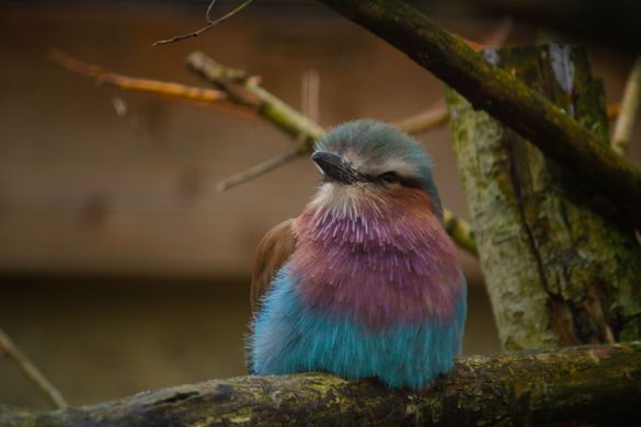 A Lilac-breasted roller, which vomits on her young