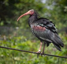 An Ibis at Birdland