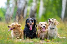 PetsPyjamas Launch Their Barking Britain '22 Collection
