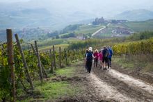 Hiking through the vineyards of Piedmont