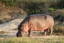 Hippo grazing by the Kazinga Channel, Queen Elizabeth National Park, Uganda