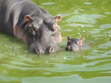 Hippo in Queen Elizabeth National Park, Uganda