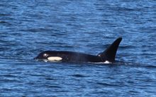 Whale watching in Victoria, Canada
