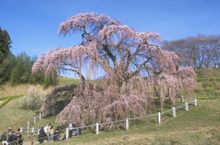 Miharutakizakura