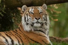 Marwell Wildlife - Amur tiger 