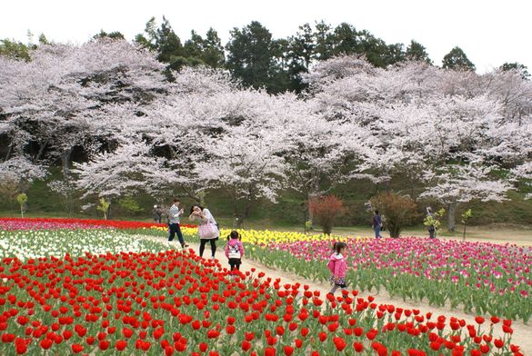 Hamamatsu Flower Park Hamamatsu Flower Park